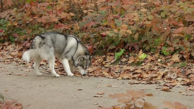 Malamute looking for in autumn park, slow motion