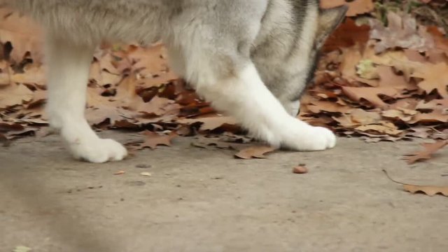 Malamute looking in the autumn park, slow motion, close-up