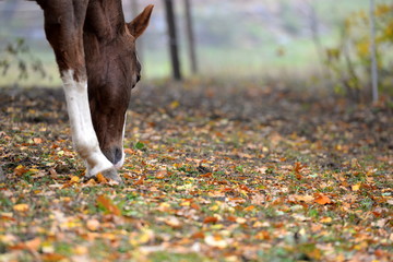 not good for horses, sorrel horse eating acorns