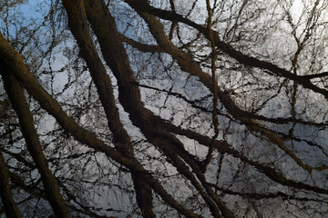 Obraz premium Old trees reflection in water surface.