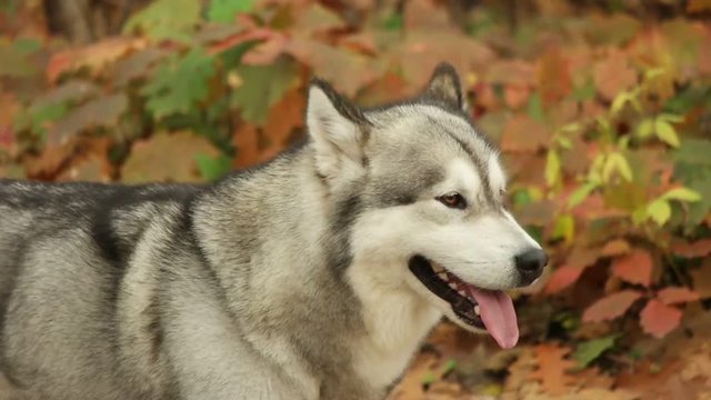 Malamute portrait in autumn park