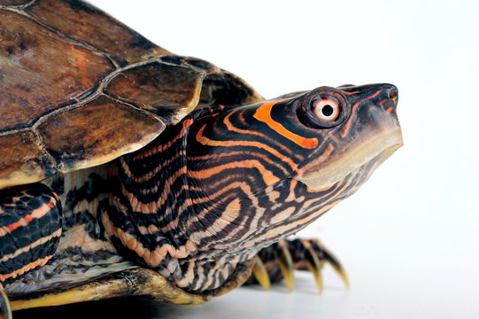 Falsche Landkarten-Höckerschildkröte (Graptemys pseudogeographica kohnii)  - Mississippi Map Turtle