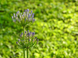 Two agapanthus flowers (african lily): one focused and the other unfocused. In the background, a very green and illuminated field. Spring. There is room for text.
