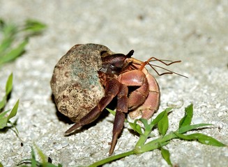 Brown Hermit Crab