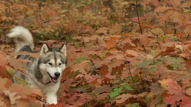 dog sits and walks in the autumn forest