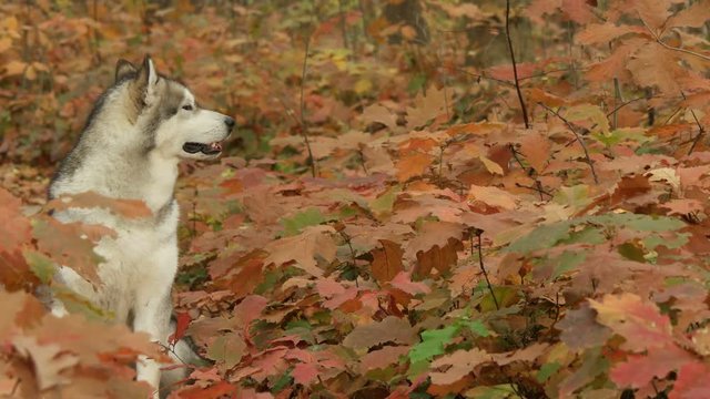 dog sits and looks in the autumn forest