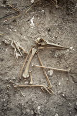 Complete skull or cranium of a stork with the beak and another bones. Different bird bones found in the field next to a nesting area.