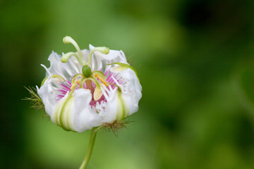 Close up of  Fetid passionflower, Scarletfruit passionflower, Stinking passionflower  (Passiflora foetida L.)