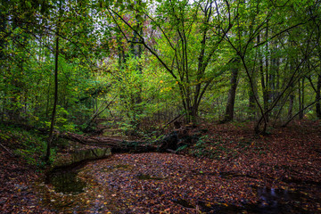 Fototapeta premium path in the forest
