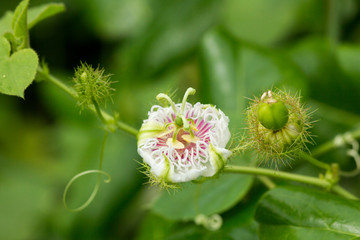 Fototapeta premium Close up of Fetid passionflower, Scarletfruit passionflower, Stinking passionflower (Passiflora foetida L.)