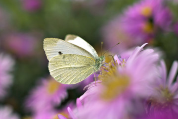 Pieris brassicae butterfly flower blooming nectar close-up