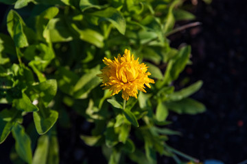 the last small yellow flower blooming in the back garden