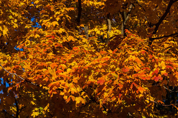 red and yellow maple leafs bursting with fall color