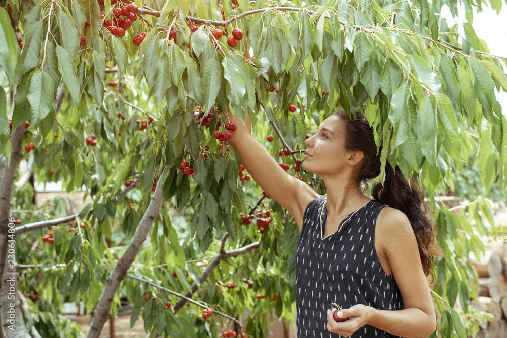 Wall mural portrait of happy young woman gardener picking sweet cherry from tree. girl farmer. harvesting of fr