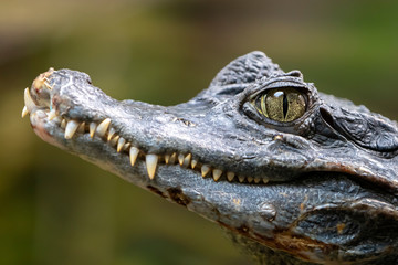 Spectacled caiman portrait