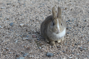 うさぎ（大久野島）