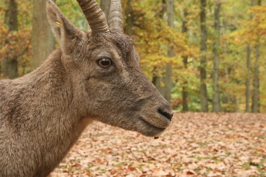 Alpine capricorn, ipex in a forrest in autumn
