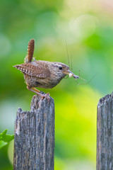 Zaunkönig (Troglodytes troglodytes) Altvogel mit Spinne im Schnabel sitzt auf Gartenzaun,