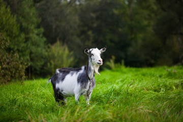 Fototapeta premium Portrait of black and white adult goat grazing on green summer meadow field at village countryside