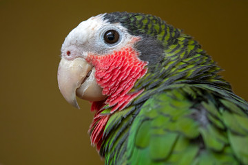 Cuban amazon parrot © Edwin Butter