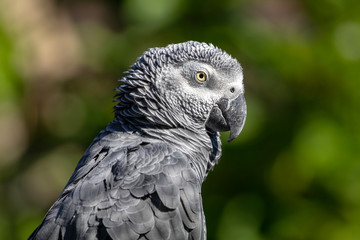 Grey parrot portrait