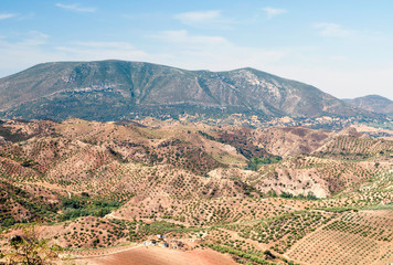 Olive grove in the mountains of Andalusia