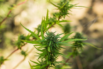 agriculture floral concept of soft focus leaves of natural cannabis plant outdoor