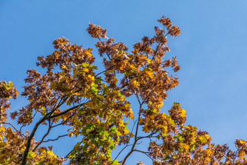 180747 - Düsseldorf - Herbst im Volksgarten
