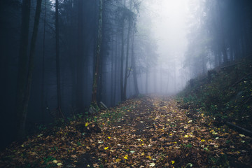 Mystisches Licht im Nebelwald Harz