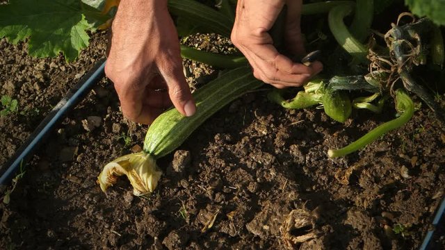 Farmer picking zucchini from vegetable garden