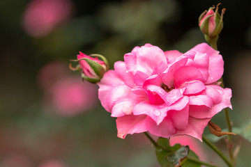 Pink Roses / Rose Garden of Ichikawa Animal and Botanical Garden in Ichikawa City, Chiba Prefecture, Japan