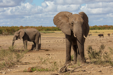 Fototapeta premium Elefant 18