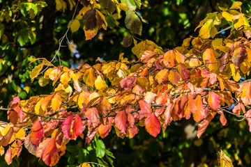 180808 - Düsseldorf - Herbst im Volksgarten