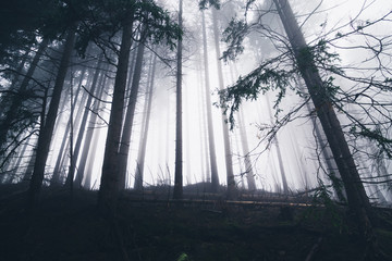 Blick zu den Baumkronen vieler Fichten bei Nebel