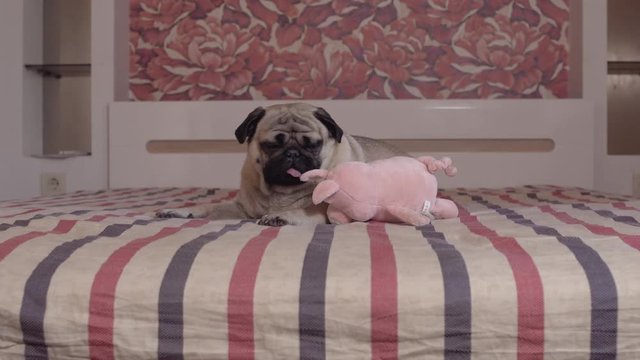 Charming, сute pug dog does not want to play with a toy lying on the bed