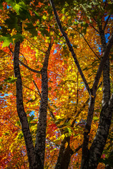 Falls beautiful Colourful trees of the Gatineau Hills.