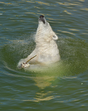 Happy polar bear splashing in water with twig
