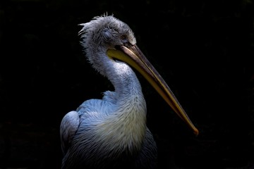 Big bird with big beak in black background.
