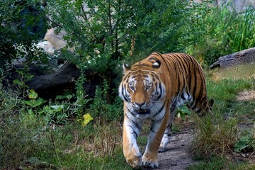 Large, dangerous animal with the name Pansy Tiger (Panthera tigris altaica).