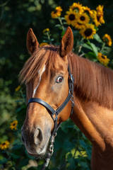 Horse with sunflowers in the background