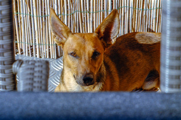 Portrait of a little dog in a garden or on a terrace at home