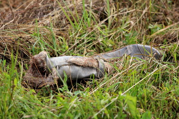 Black leather female boot with internal padding discarded in nature and left as garbage between...