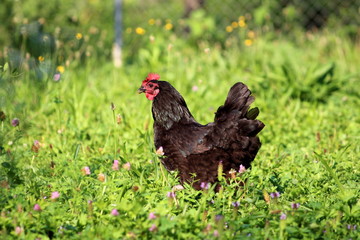 Black chicken going through garden looking for worms in uncut grass mixed with small flowers on warm summer day