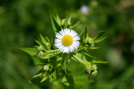 Annual fleabane or Erigeron annuus or Daisy fleabane or Eastern daisy fleabane herbaceous plant with single open blooming flower consisting of bright white petals growing from yellow center surrounded