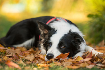 Young border collie dog lying in autumn leaves