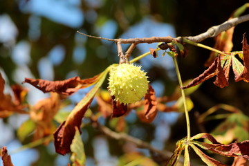 Chestnut tree branch with single closed light green spiny cupule called burr containing still unripe nuts surrounded with green to dark brown autumn leaves on warm sunny day