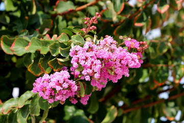 Fototapeta na wymiar Crape Myrtle or Lagerstroemia indica or Crepe myrtle or Crepeflower deciduous tree plant with dark green leaves containing bronze edges and freshly open fully blooming pink flowers and still closed fl
