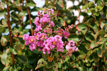 Crape Myrtle or Lagerstroemia indica or Crepe myrtle or Crepeflower deciduous tree plant with dark green leaves containing bronze edges and freshly open fully blooming pink flowers and still closed fl
