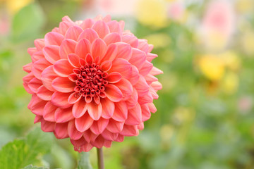 Schöne pinkfarbene Dahlia im Garten im Herbst 