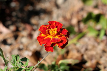 Obraz premium Mexican marigold or Tagetes erecta or Aztec marigold or African marigold or Big marigold single herbaceous annual plant with flowers made of bright red and yellow petals planted in local garden on gre